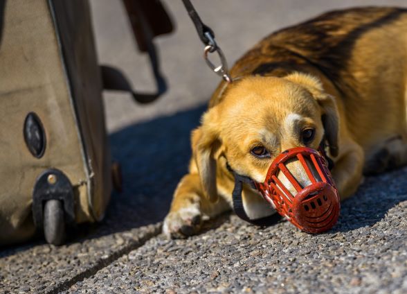 Dog with Muzzle at Airport